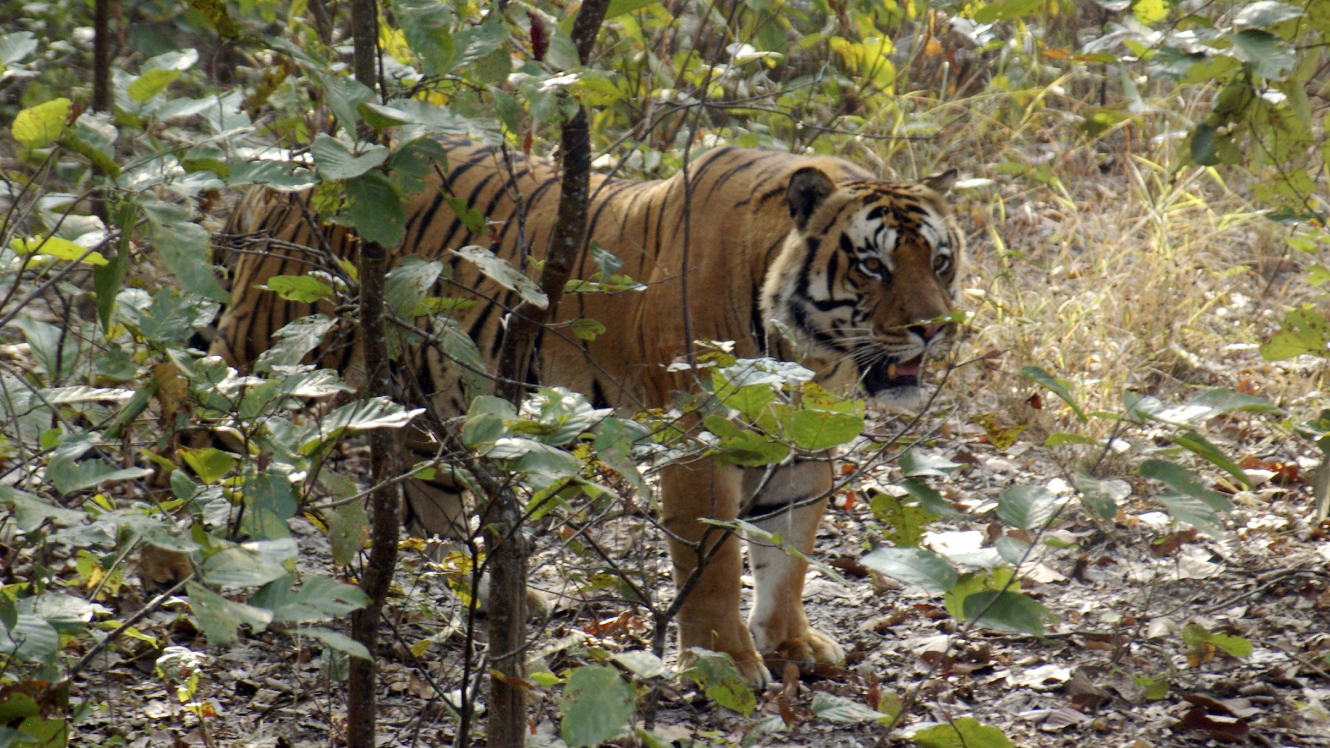 Tiger