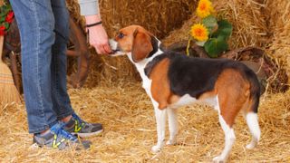 Beagle getting a treat