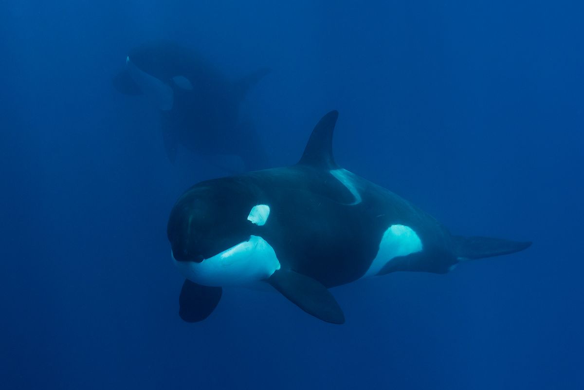 Rare Footage Shows Beautiful Orcas Toying with Helpless Sea Turtles