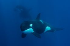 Orca
