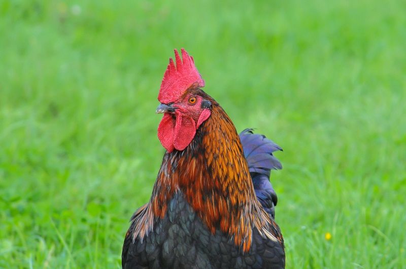 Woman Pecked to Death by Her Rooster