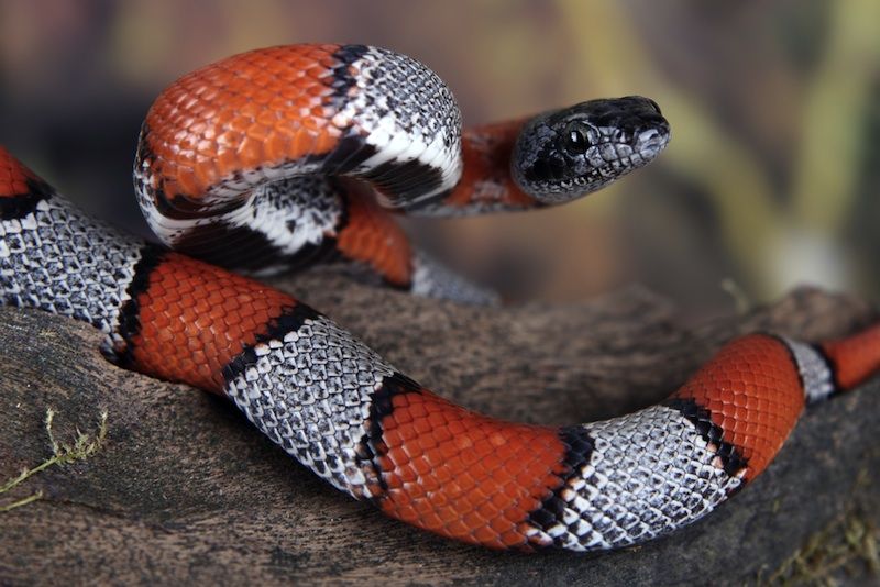 A red, black and white coral snake. 