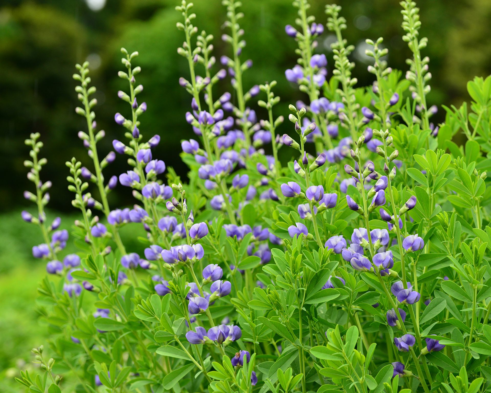 10 Easiest Perennials to Grow for Beginners and Pros Alike | Gardening