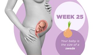 Pregnancy week by week 25