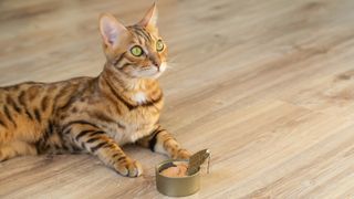 Cat eating from a tin of tuna