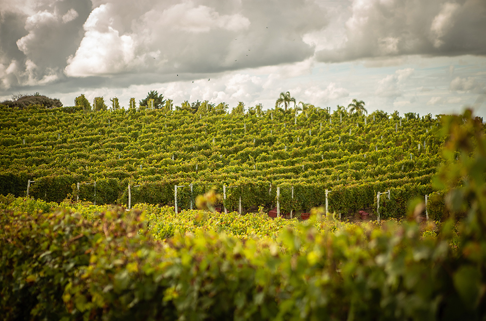 Uruguay cloudy vineyards