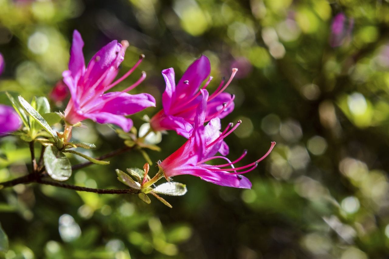 azalea cutting