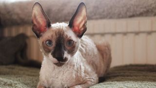 Cornish rex cat sitting on bed