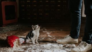 Cat sitting in flour on the floor