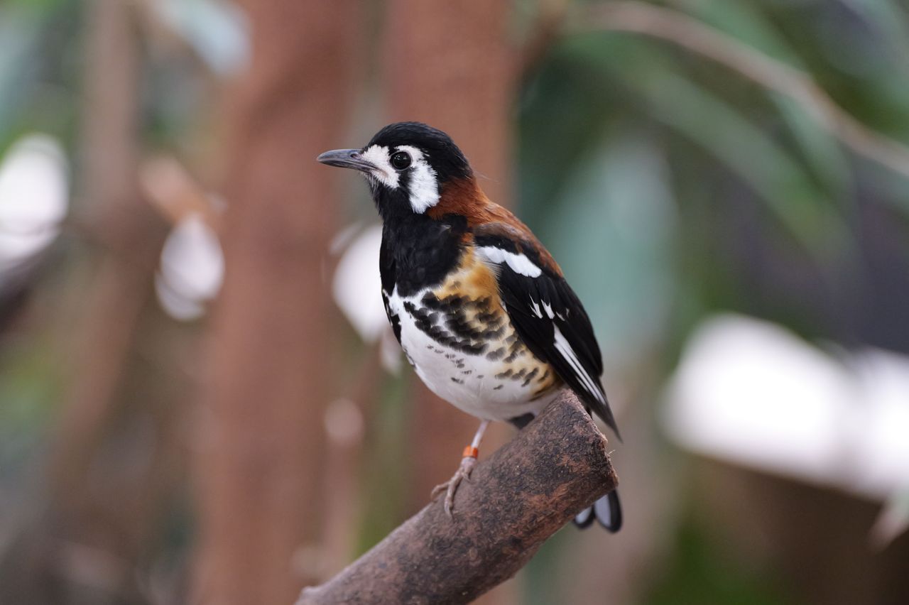 Bird perched on a branch