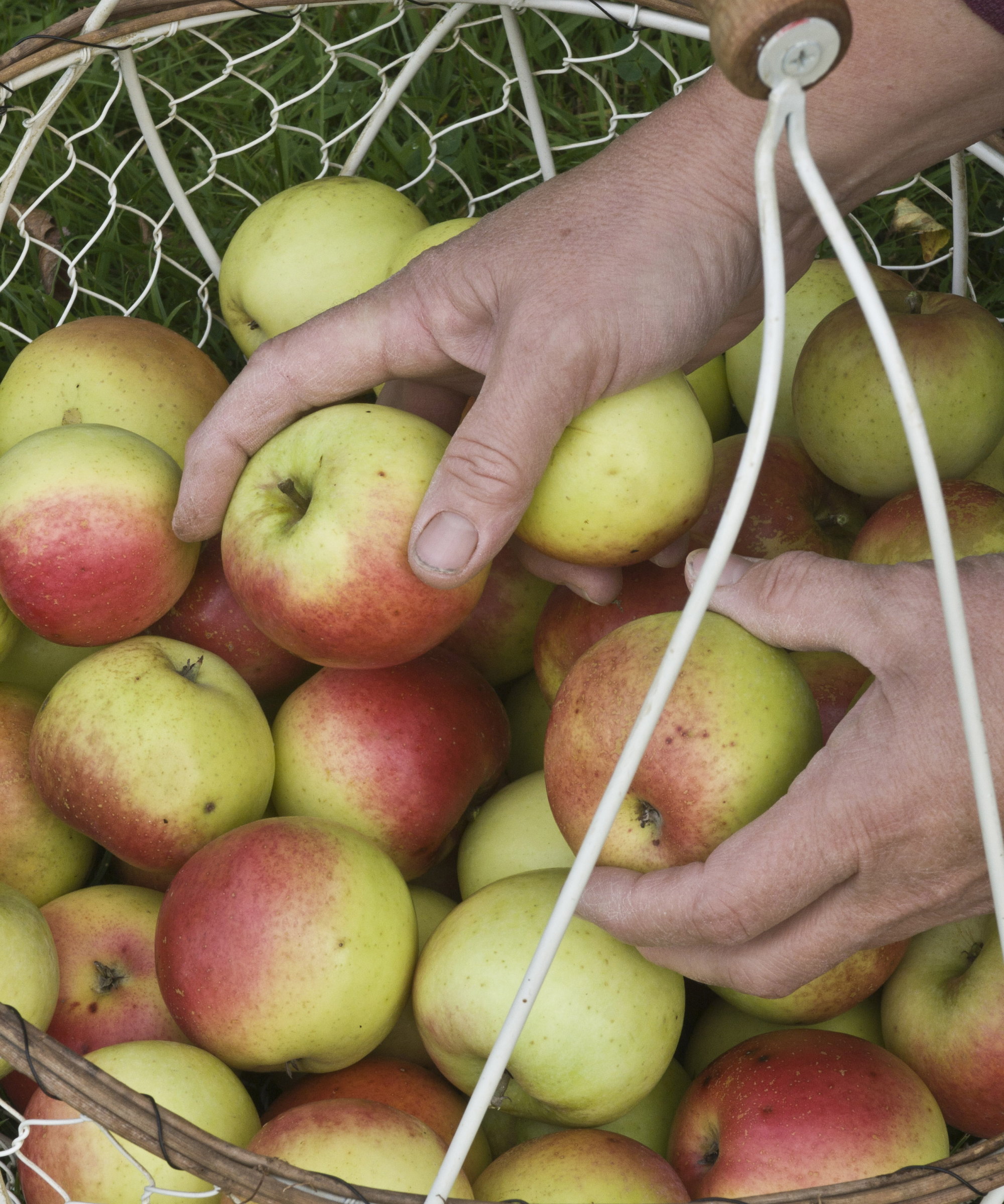 A gardener is placing picked apples into a basket