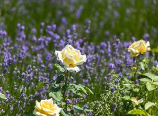 Roses and lavender growing together