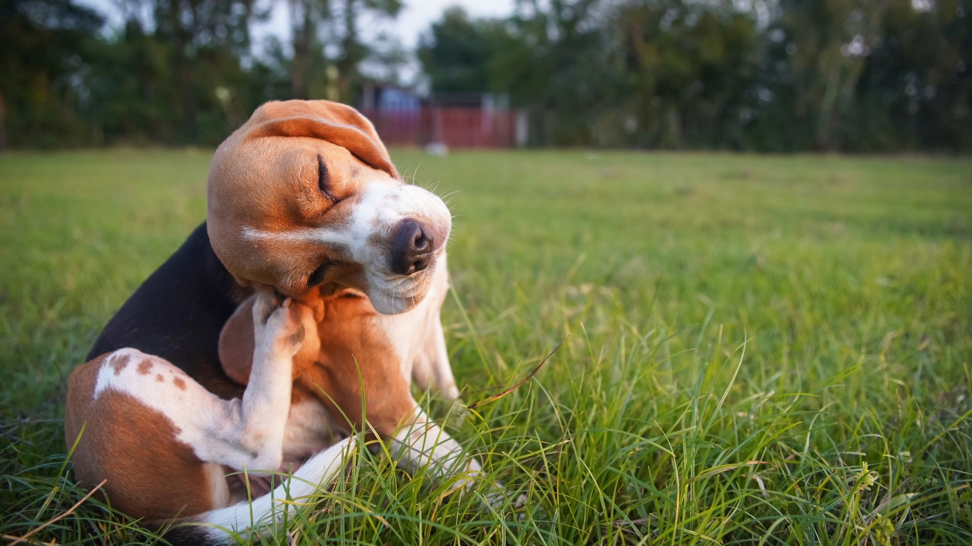 What kills dog fleas instantly? 4 vet-approved solutions