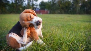 A dog sitting in a field scratching it's head