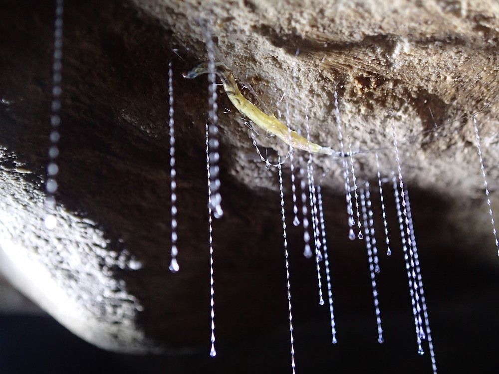 Glowworm nest