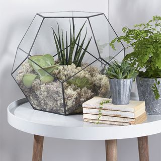 glass terrarium on stool and pots