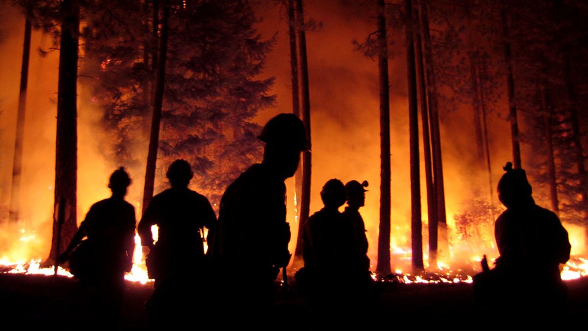 Emergency workers standing near wildfire in woodland