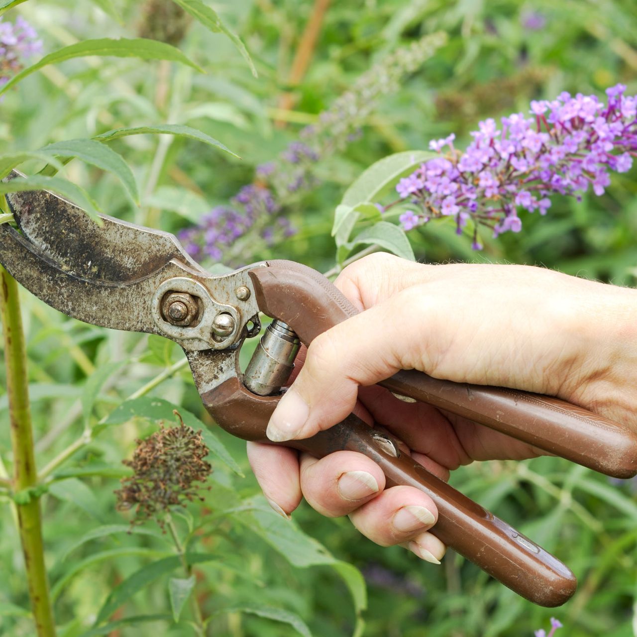 Pruning a buddleia shrub in September for propagation