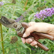 Pruning a buddleia shrub in September for propagation