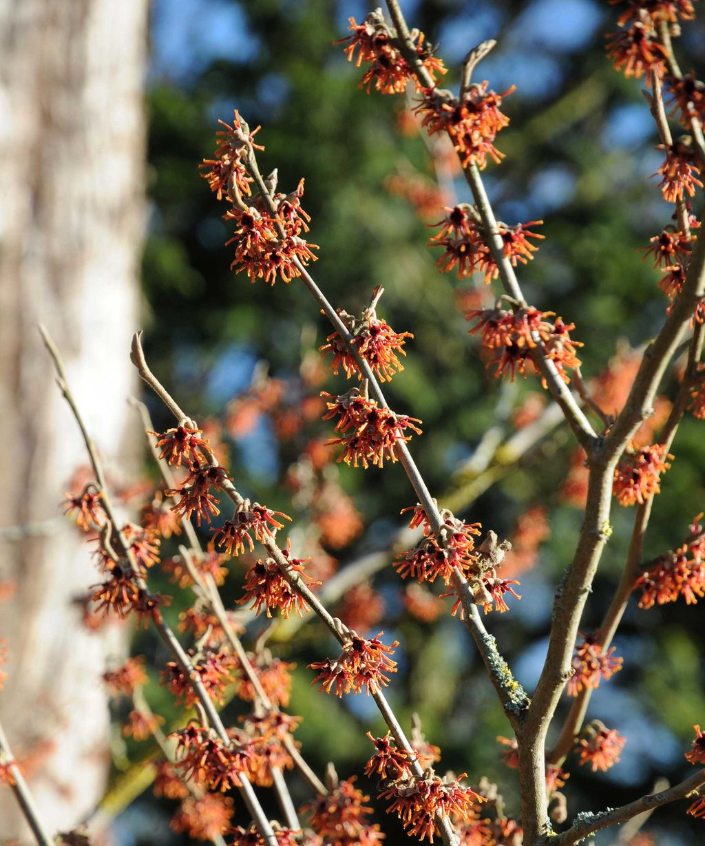 Spring-flowering plants: 11 bright and beautiful picks | Homes and Gardens