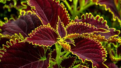A red and yellow coleus plant