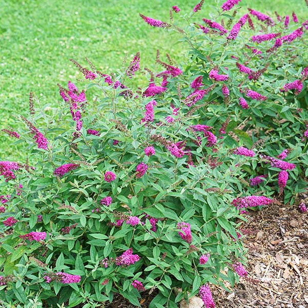 Proven Winners® Colorchoice® Lo & Behold® Ruby Chip® Butterfly Bush