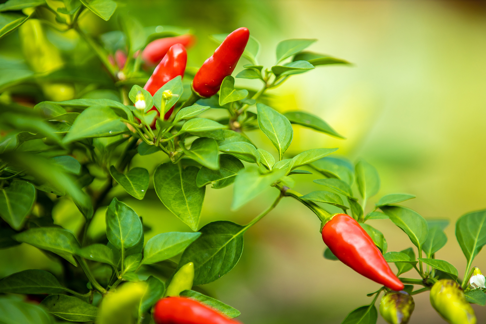 Pepper companion planting