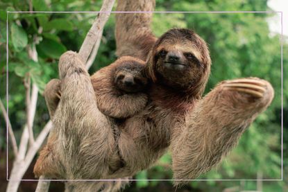 Mother and baby sloth