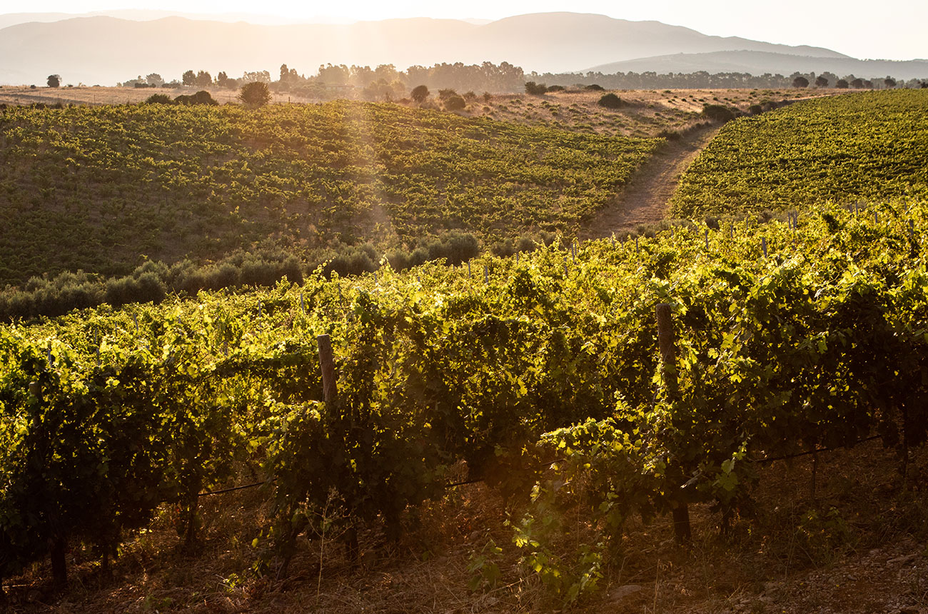 Ferruccio Deiana vineyards
