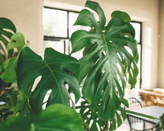 large monstera plant in kitchen