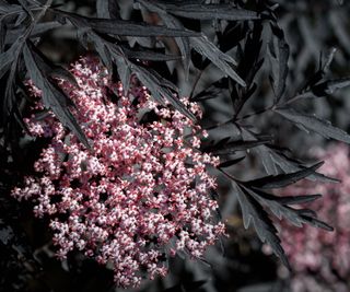 Sambucas nigra with pink flowers