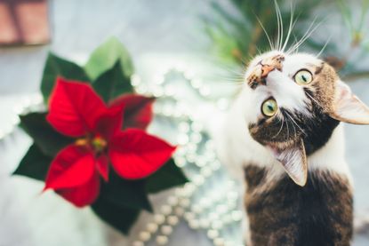 Are poinsettias poisonous to cats and dogs? tabby cat looking up at camera sitting by red poinsettia