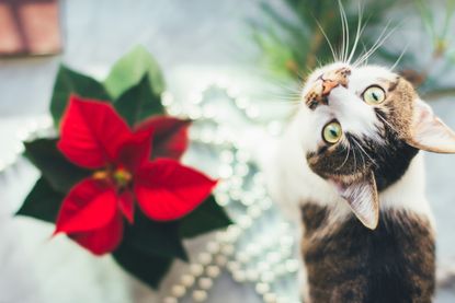 What happens if a best sale dog eats a poinsettia plant