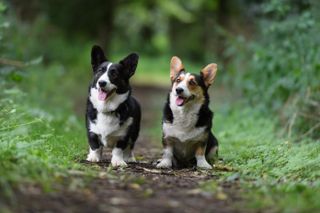 welsh cardigan corgis