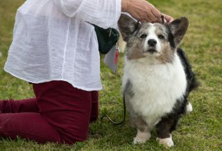 Dogs are judged at the 122nd Devon County Show