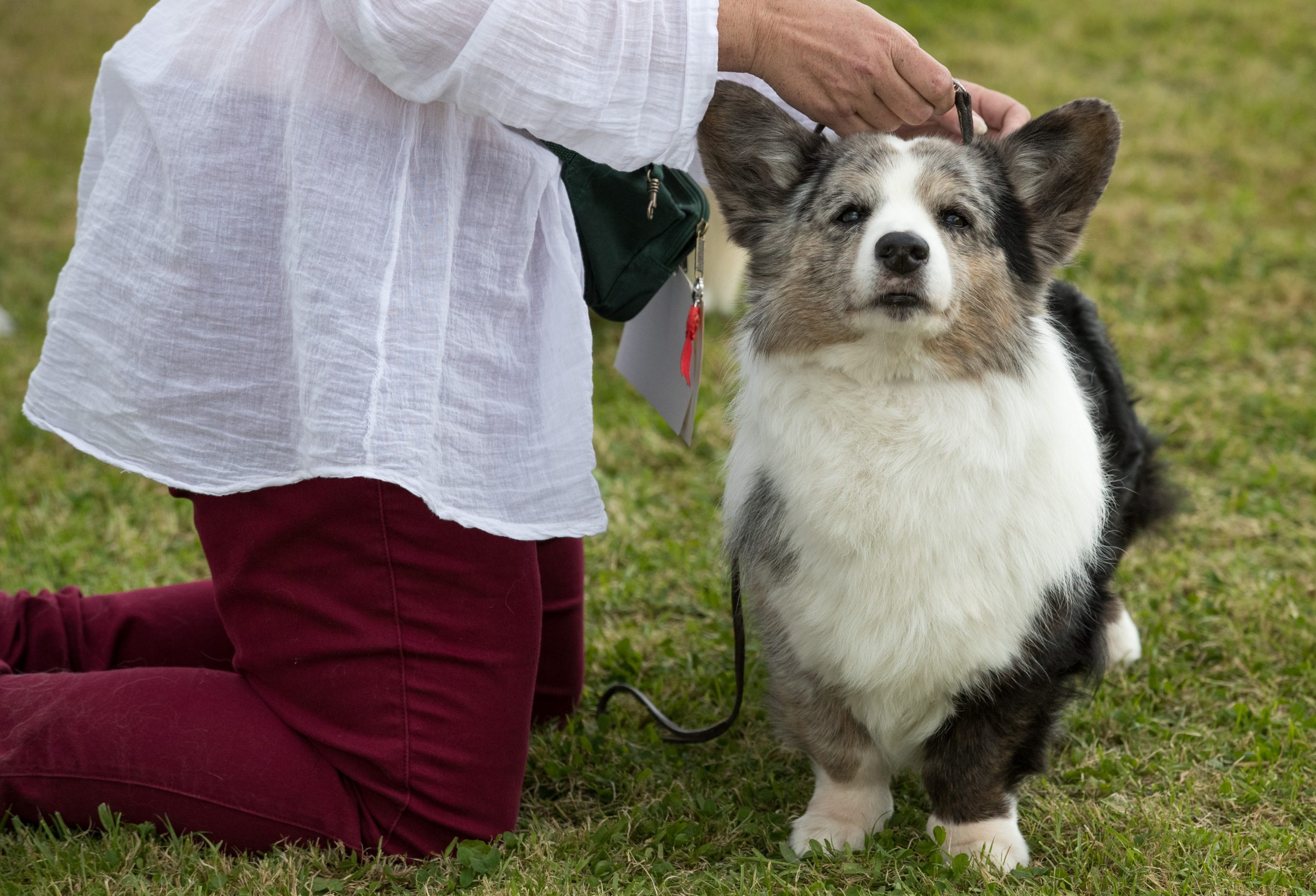 Dogs are judged at the 122nd Devon County Show