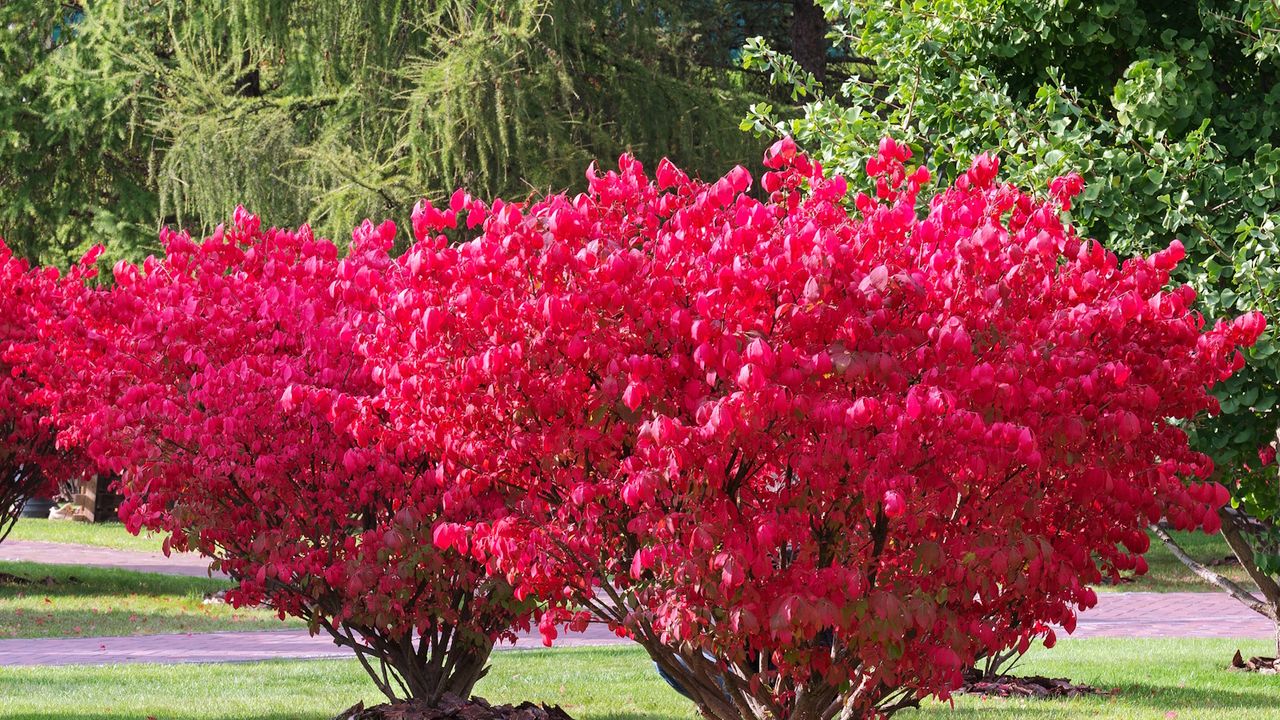 Pink-red foliage of the burning bush shrub, Euonymus alatus, seen in a formal garden in summer