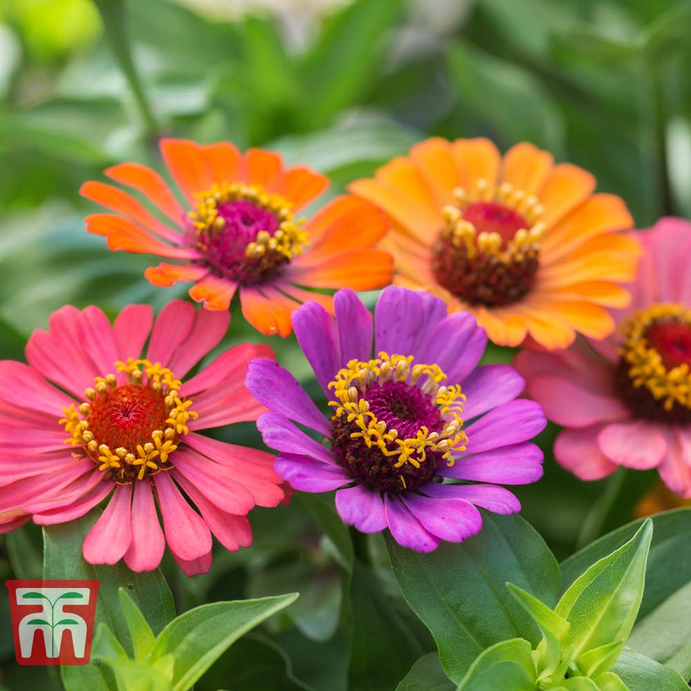 Zinnia 'forecast' - Seeds