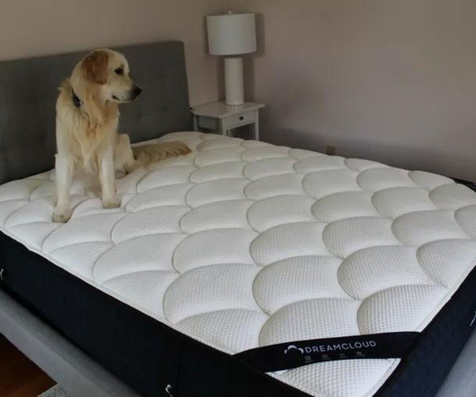 A dog on the DreamCloud Luxury Hybrid Mattress.