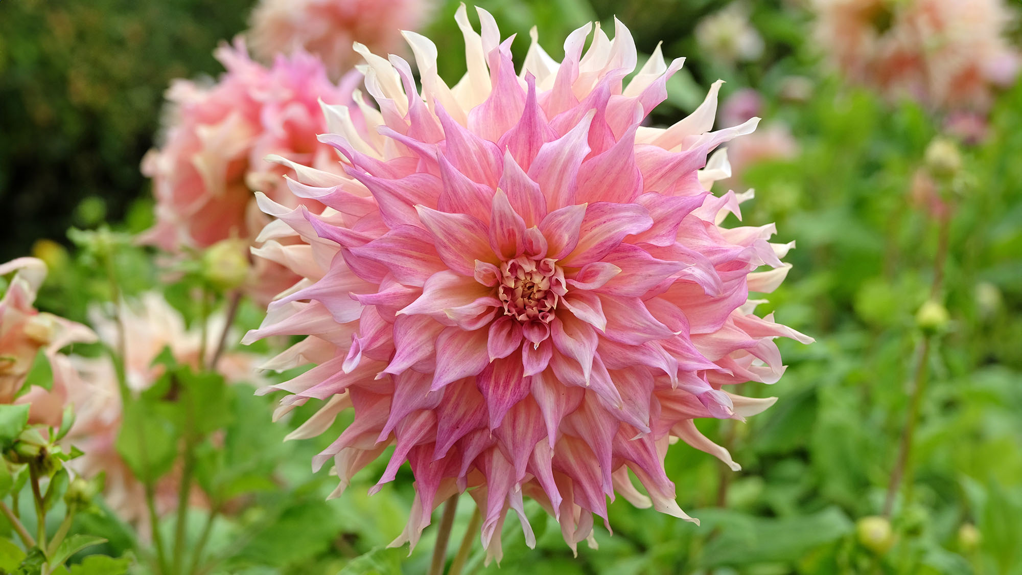 Cream and pink dinner plate decorative dahlia, 'Penhill Watermelon' in flower.