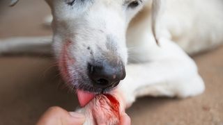 does dog saliva heal wounds