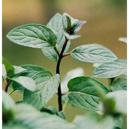 Chocolate Mint - Grow Indoors or Out - Live Plant - 3" Pot
