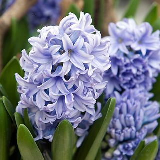 Delft Blue hyacinths in flower