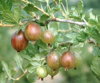 gooseberries fruiting on backyard shrub