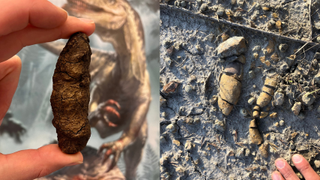 Split image of researcher holding fossilized dinosaur poop and an image of the fossilized poop where it was found in the ground.