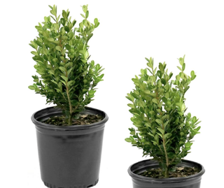 two boxwood shrubs in black pots
