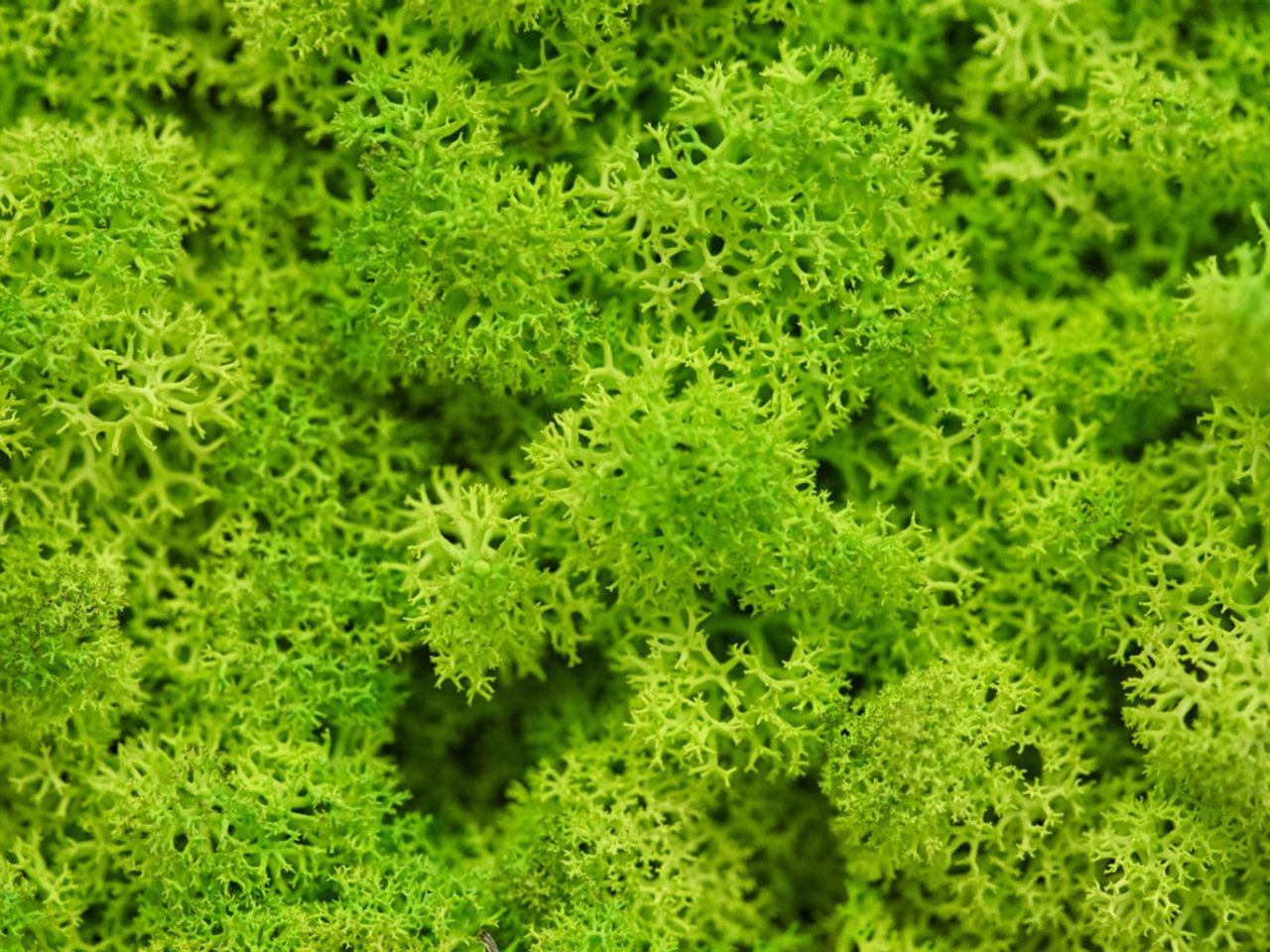 Green Sponge Like Moss