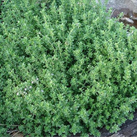 Lemon thyme from Amazon