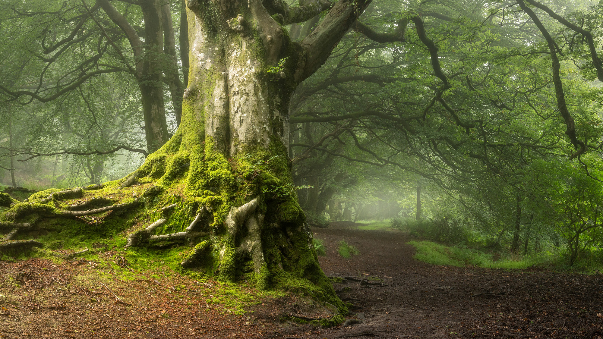 This landscape photographer's lone tree images are solid as an oak ...