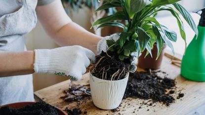 A peace lily being repotted